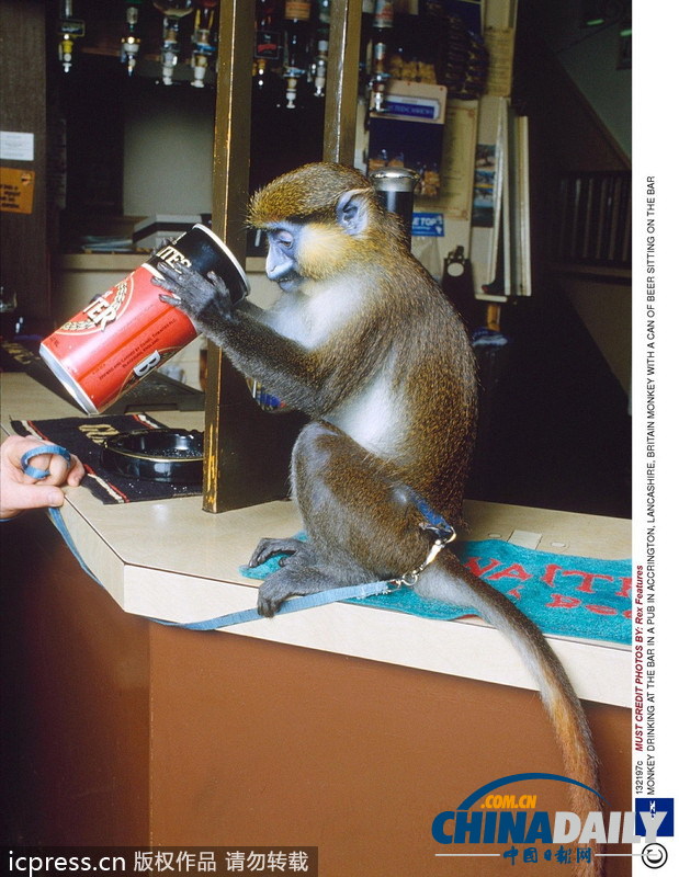 緊隨慕尼黑啤酒節 盤點動物界中酒漢子