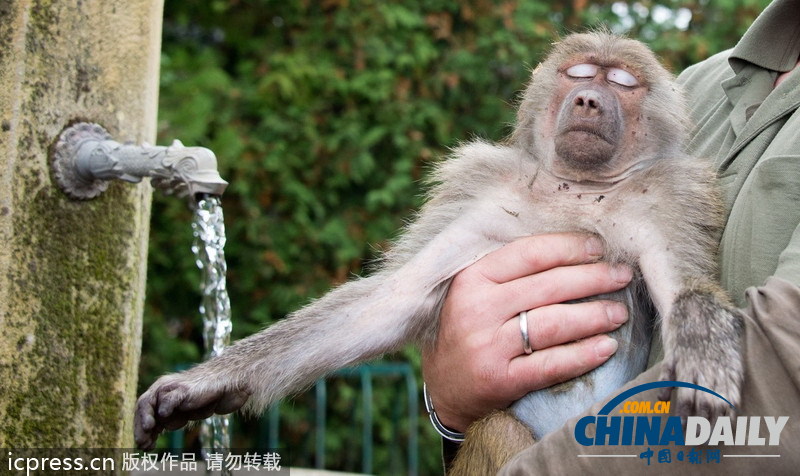 德國(guó)“越獄”狒狒被“抓捕歸案”