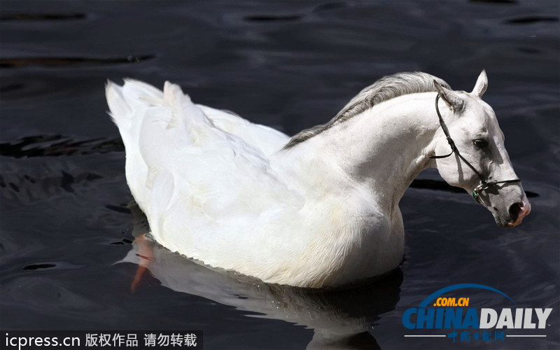 挪威學生用PS巧制合成圖 創造超詭異新物種