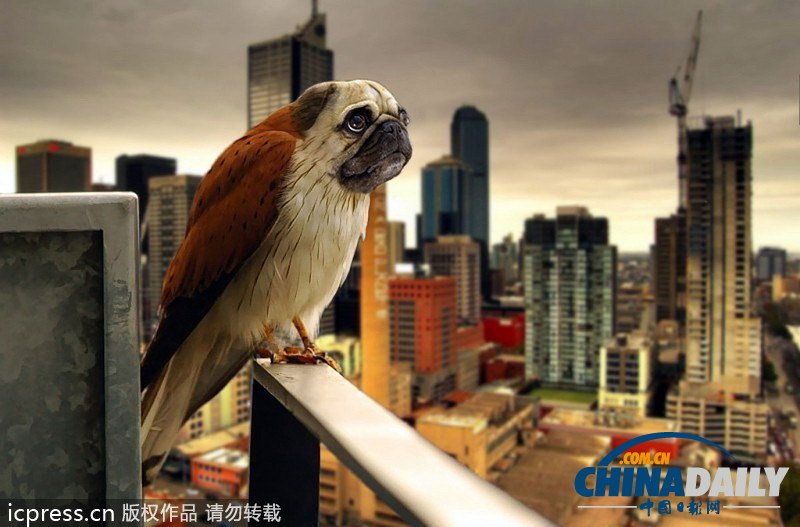 挪威學生用PS巧制合成圖 創造超詭異新物種