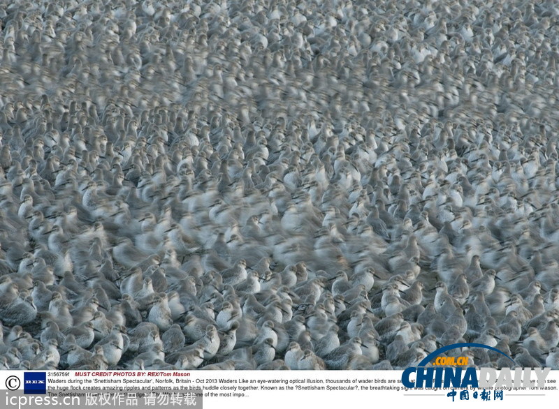 英國自然保護區(qū)萬只海鳥聚集 密密麻麻讓人眼花