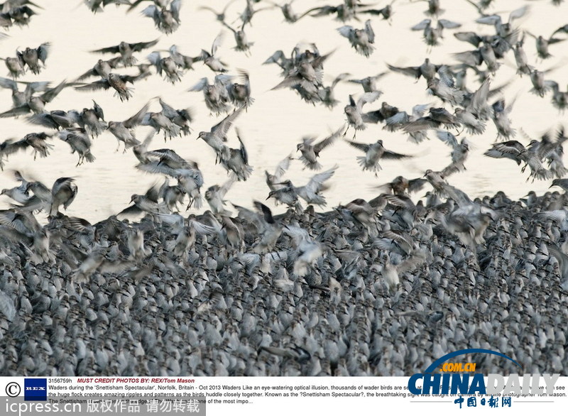 英國(guó)自然保護(hù)區(qū)萬只海鳥聚集 密密麻麻讓人眼花