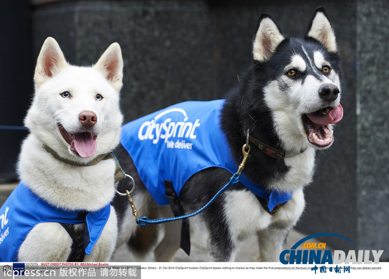 備戰圣誕季 英國快遞公司演練狗拉雪橇送包裹(高清組圖)