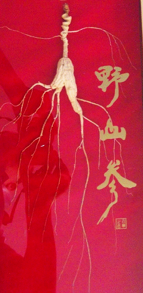 金馬甲發(fā)售野山參,認(rèn)購價千元是否離譜?