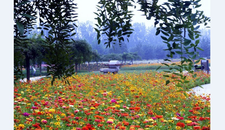 第三屆北京菊花文化節(jié)正式開幕(組圖)