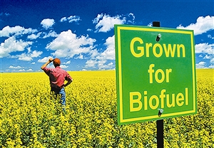 生物燃料究竟有多“綠”？