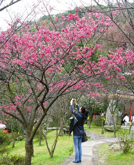 玩轉(zhuǎn)蛇年!盤點春節(jié)各大主題旅游線路(組圖)