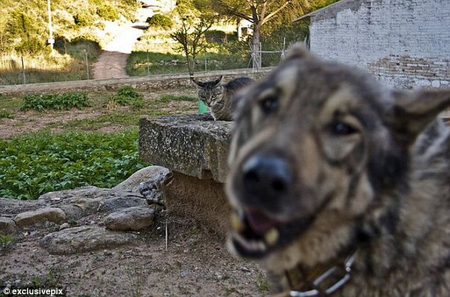 組圖：英網友曬自家寵物“搶鏡”照