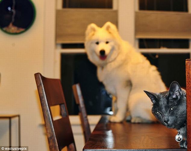 組圖：英網友曬自家寵物“搶鏡”照