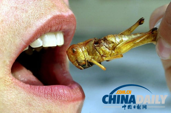 世界各地超級恐怖的蟲子大餐（組圖）