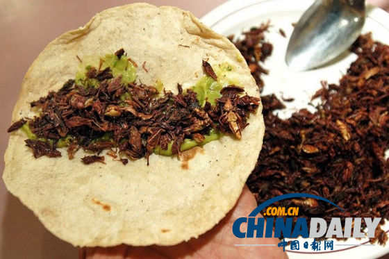 世界各地超級恐怖的蟲子大餐(組圖)