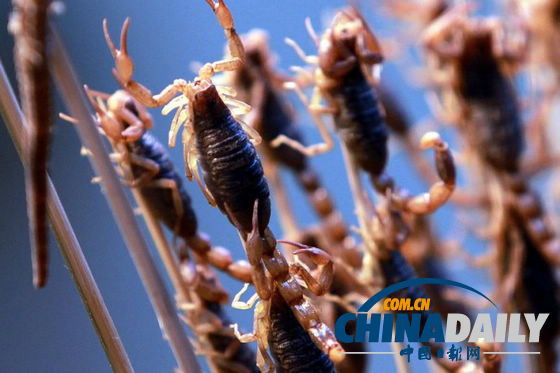 世界各地超級恐怖的蟲子大餐（組圖）