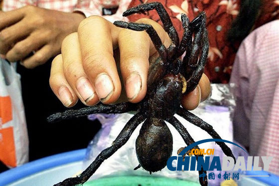世界各地超級恐怖的蟲子大餐（組圖）
