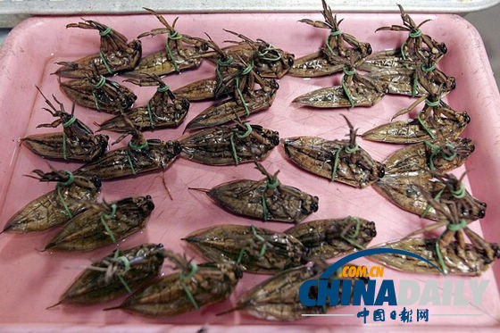 世界各地超級恐怖的蟲子大餐（組圖）