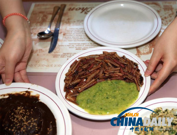 世界各地超級恐怖的蟲子大餐（組圖）