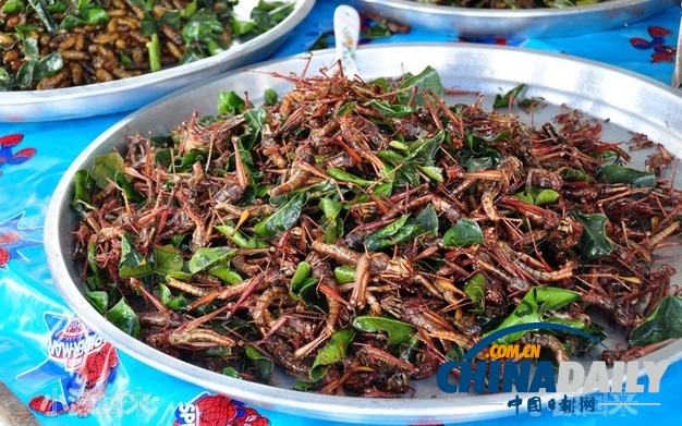 世界各地超級(jí)恐怖的蟲(chóng)子大餐(組圖)
