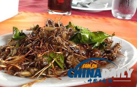 世界各地超級恐怖的蟲子大餐（組圖）