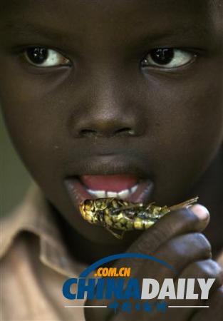 世界各地超級恐怖的蟲子大餐（組圖）