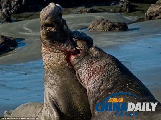 水下攝影大賽：裸女萌海豹兇殘鯊魚