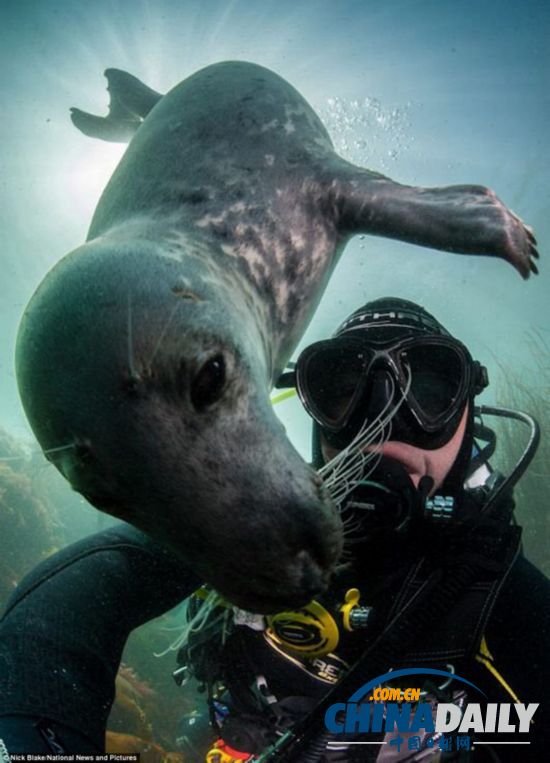 水下攝影大賽：裸女萌海豹兇殘鯊魚