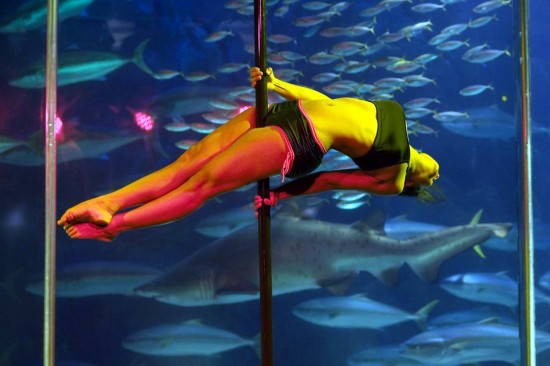 南非開普敦水族館里表演鋼管舞（圖）