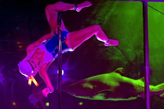 南非開普敦水族館里表演鋼管舞（圖）