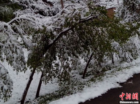 甘肅:局地現“夏日飛雪”奇觀(圖)