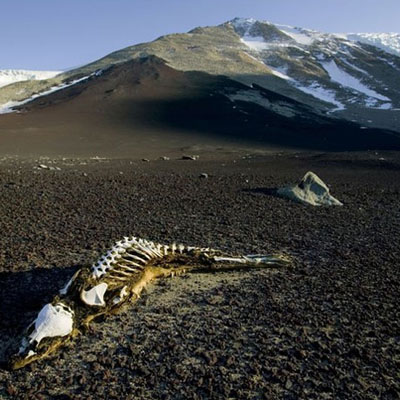南極洲：即將消失的壯景？