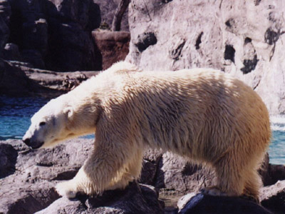 北極熊的數目正在下降