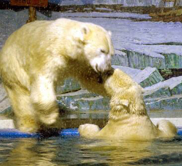 北極熊的數目正在下降