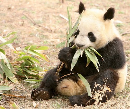 “秦嶺四寶”高調進世園