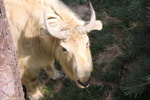 “秦嶺四寶”高調進世園