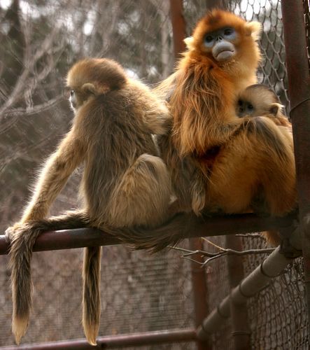 “秦嶺四寶”高調進世園