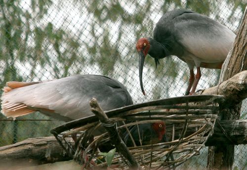“秦嶺四寶”高調進世園