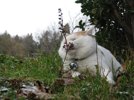 貓叔大白的故鄉(xiāng)：巖手水產(chǎn)企業(yè)頭疼資金和勞動力不足