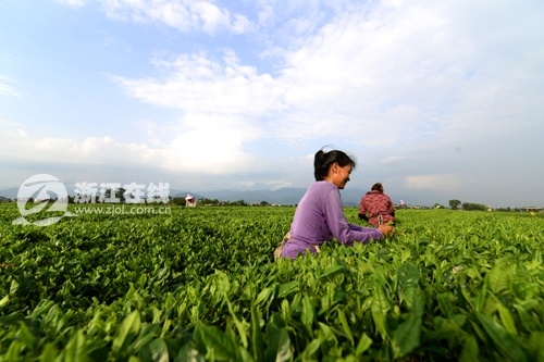 每畝產值上萬 一片清茶葉讓一座村子走上致富路