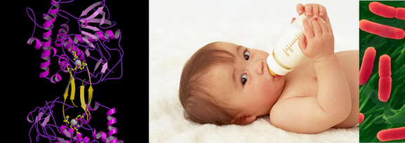 恒天然毒奶粉發酵 專家解讀肉毒桿菌危害有多大