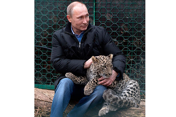 普京現身索契 與勇猛波斯豹幼崽玩耍