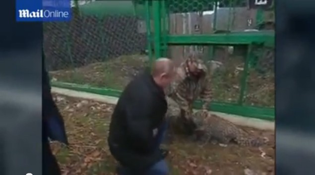 普京現(xiàn)身索契 與勇猛波斯豹幼崽玩耍