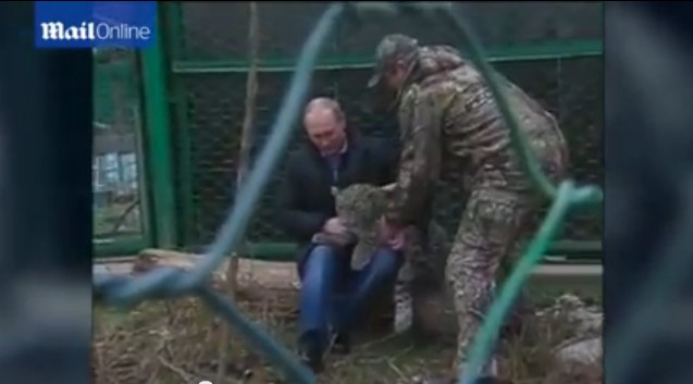 普京現身索契 與勇猛波斯豹幼崽玩耍
