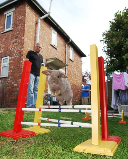英國6只寵物兔成“障礙跳高明星”