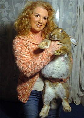 全球體積最大兔離奇去世 疑拍紀錄片怯場誘發心臟病