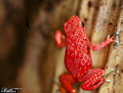 知名藝術(shù)網(wǎng)站擺圖片設計擂臺賽（組圖）