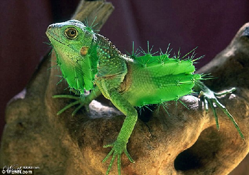 知名藝術(shù)網(wǎng)站擺圖片設(shè)計擂臺賽（組圖）