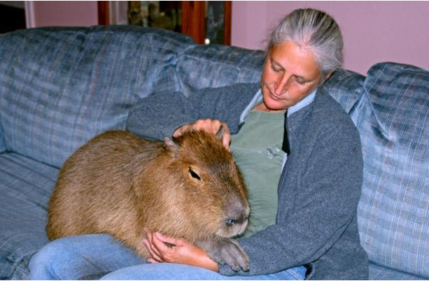 美國婦女養“巨鼠”水豚當寵物 靚照引爆網絡