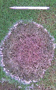 暴風雪使英國草地變成粉色