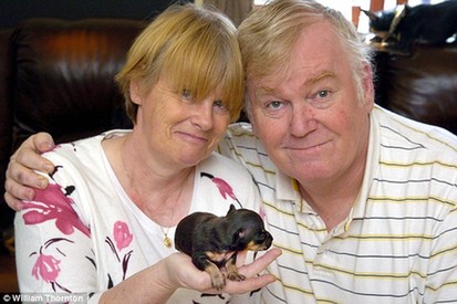 英吉娃娃狗10厘米長 有望打破世界最小狗紀(jì)錄