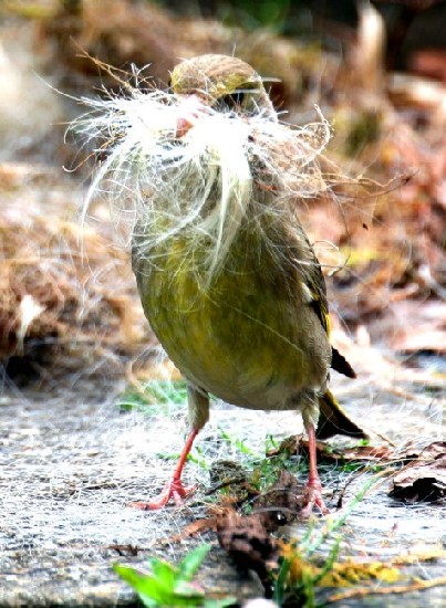 英國小鳥兒變廢為寶 用人類頭發(fā)搭建窩巢