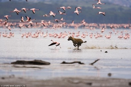 英攝影師“守株待兔” 拍下鬣狗突襲火烈鳥震撼場面
