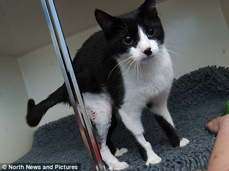 英國小貓N條命 身中50枚子彈奇跡般存活